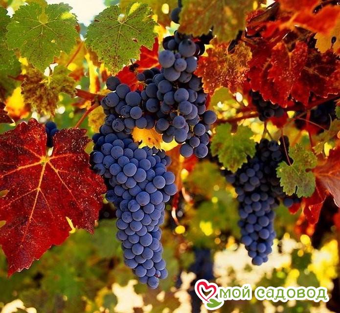 Тройная выгода винограда! (морозоустойчивый)
