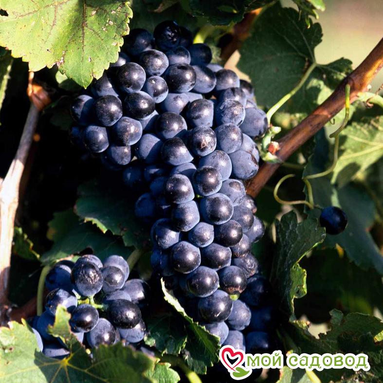 Виноград Мускат днестровский