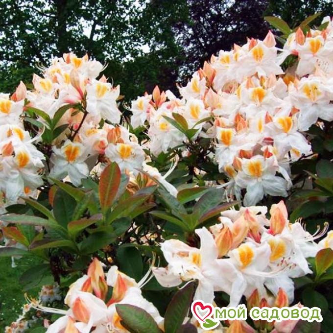 Азалия/Рододендрон листопадный Сильвер Слиппер