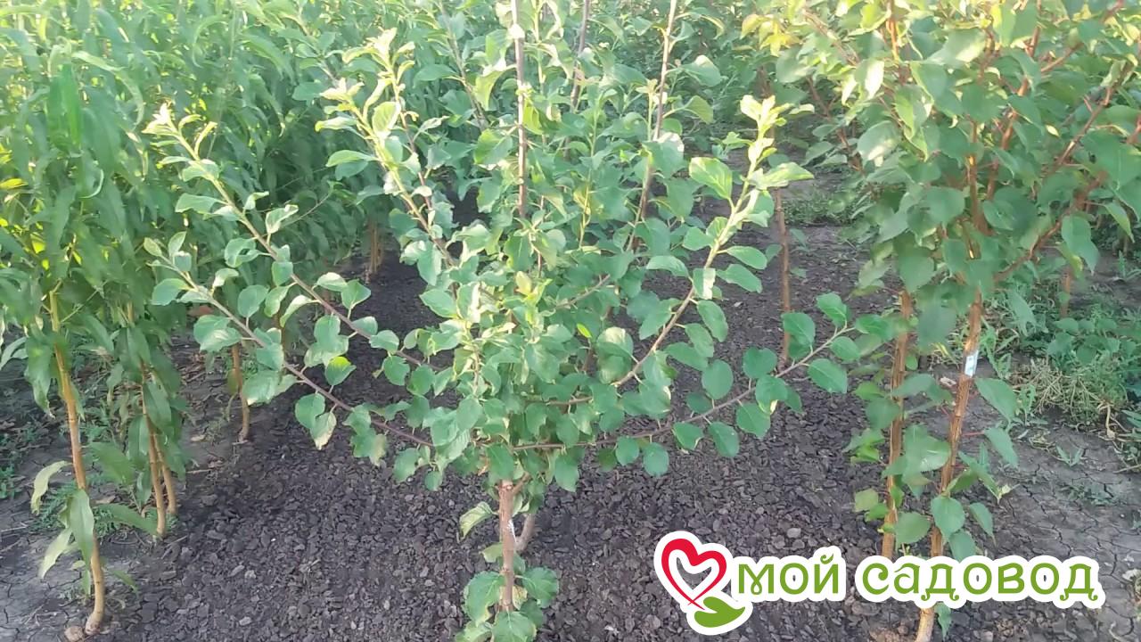 Слива Синяя Пыльца